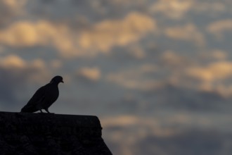 Wood pigeon (Columba palumbus) adult bird on an urban house rooftop at sunset, England, United