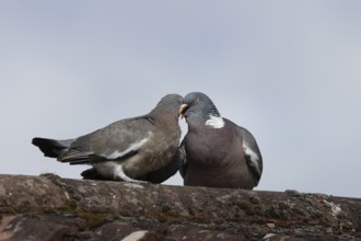 Wood pigeon (Columba palumbus) two birds with a juvenile squab bird being fed by an adult parent