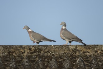 Wood pigeon (Columba palumbus) two adult birds on an urban house rooftop, England, United Kingdom