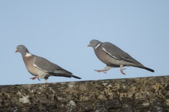 Wood pigeon (Columba palumbus) two adult birds with one chasing the other during their courtship