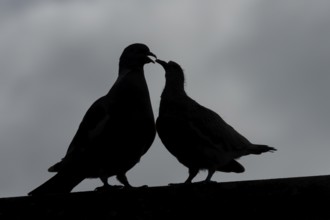 Wood pigeon (Columba palumbus) silhouette of two birds with a juvenile squab bird begging for food
