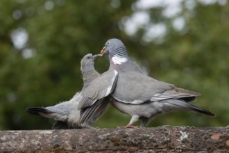 Wood pigeon (Columba palumbus) two birds with a juvenile squab bird begging for food on an urban