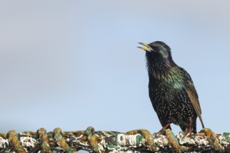 European starling (Sturnus vulgaris) adult bird singing from a harbour lobster pot, England, United