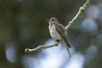 Spotted flycatcher (Muscicapa striata) adult bird on a tree branch, England, United Kingdom