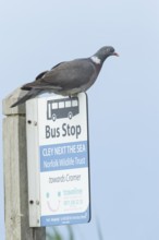 Wood pigeon (Columba palumbus) adult bird on a bus stop sign at the Norfolk wildlife trust site of