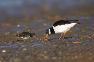 Eurasian oystercatcher (Haematopus ostralegus) adult wading bird feeding on a mussel shell on a