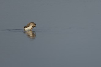 Ruff (Philomachus pugnax) adult wading bird preening in a shallow lagoon, England, United Kingdom