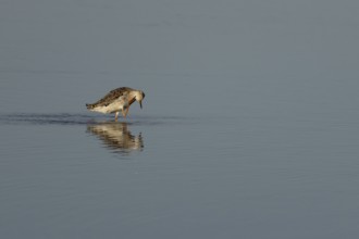 Ruff (Philomachus pugnax) adult bird preening in a shallow lagoon, England, United Kingdom