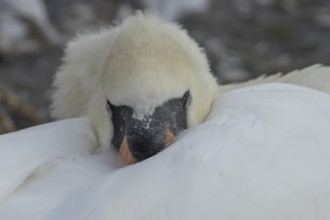 Mute swan (Cygnus olor) adult bird sleeping, England, United Kingdom