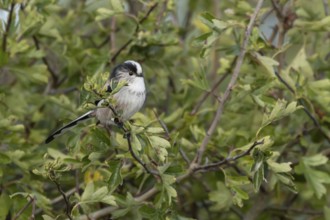 Long tailed tit (Aegithalos caudatus) adult bird in a hedgerow, England, United Kingdom