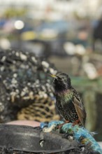 European starling (Sturnus vulgaris) adult bird singing from a harbour lobster pot, England, United