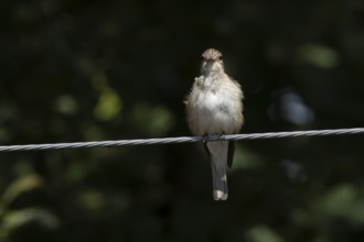 Spotted flycatcher (Muscicapa striata) adult bird on a wire, England, United Kingdom