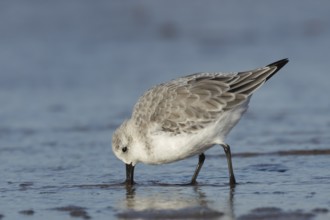 Sanderling (Calidris alba) adult bird in winter plumage feeding in the surf of the sea on a beach,
