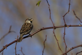 House sparrow (Passer domesticus) adult male bird in a hedgerow in winter, Norfolk, England, United