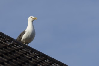 Herring gull (Larus argentatus) adult bird calling from an urban house rooftop, England, United