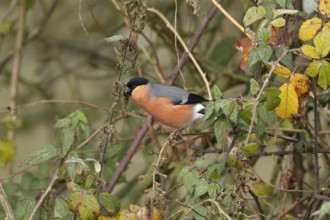 Eurasian bullfinch (Pyrrhula pyrrhula) adult male bird feeding on nettle seeds in a hedgerow in