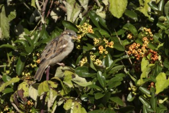 House sparrow (Passer domesticus) adult bird feeding in a garden Pyracantha bush, England, United