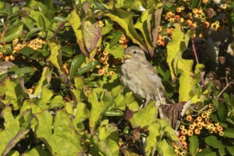 House sparrow (Passer domesticus) adult female bird feeding in a garden Pyracantha bush, England,