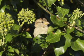 House sparrow (Passer domesticus) adult female bird in an Ivy tree hedgerow, England, United