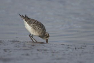 Grey plover (Pluvialis squatarola) adult wading bird feeding on a mudflat, Norfolk, England, United