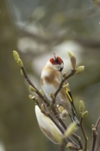 European goldfinch (Carduelis carduelis) adult bird on a flowering garden Magnolia tree in spring,