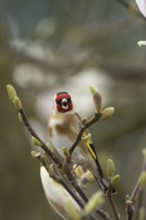 European goldfinch (Carduelis carduelis) adult bird singing on a flowering garden Magnolia tree in
