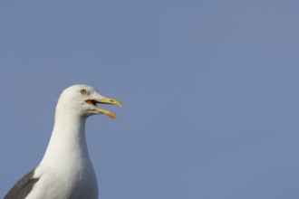 Herring gull (Larus argentatus) adult bird calling, England, United Kingdom