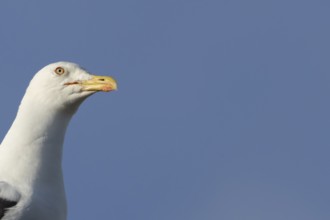 Herring gull (Larus argentatus) adult bird head portrait, England, United Kingdom