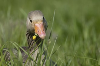 Greylag goose (Anser anser) adult bird feeding on a Buttercup flower in grassland, England, United