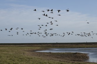 Greylag goose (Anser anser) adult geese flying in a flock or skein over a lagoon, England, United