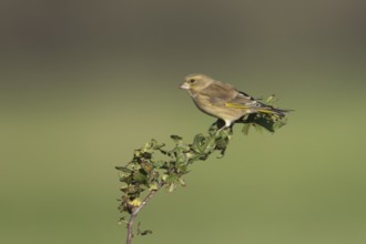 European greenfinch (Chloris chloris) adult bird on a tree branch, England, United Kingdom