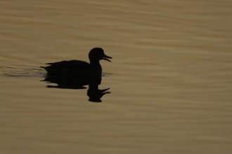 Gadwall (Mareca strepera) duck adult bird calling or quacking on a lake at sunset, England, United
