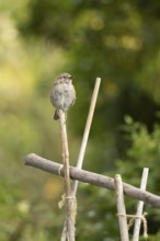 Dunnock or Hedge sparrow (Prunella modularis) adult bird singing from garden bamboo canes, Suffok,
