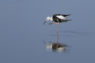 Black winged stilt (Himantopus himantopus) adult bird preening in a shallow lagoon, England, United