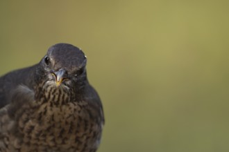 Eurasian blackbird (Turdus merula) adult female bird head portrait, England, United Kingdom