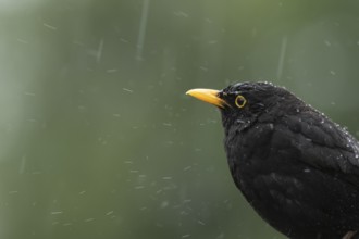 Eurasian blackbird (Turdus merula) adult male bird in a rain storm, England, United Kingdom