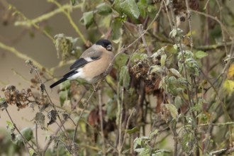 Eurasian bullfinch (Pyrrhula pyrrhula) adult female bird feeding in a hedgerow in winter, Norfolk,