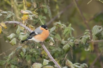 Eurasian bullfinch (Pyrrhula pyrrhula) adult male bird in a hedgerow in winter, Norfolk, England,