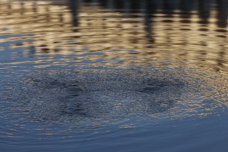 Water gushing from a manhole cover, on St Mark's Square, during the Acqua alta flood, Venice,