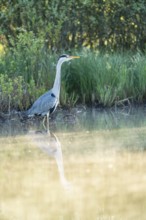 Grey heron (Ardea cinerea), Vulkaneifel, Rhineland-Palatinate, Germany