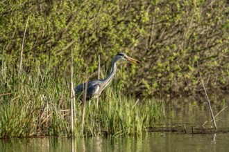Grey heron (Ardea cinerea), standing by the water while hunting, Vulkaneifel, Rhineland-Palatinate,