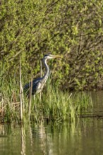 Grey heron (Ardea cinerea), standing by the water while hunting, Vulkaneifel, Rhineland-Palatinate,