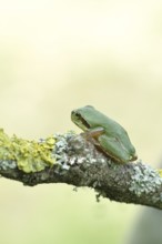 European tree frog (Hyla arborea) sitting on a lichen-covered branch in its natural environment,