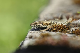 Wall lizard (Podarcis muralis), European wall lizard, in a vineyard, portrait, reptiles, animals,