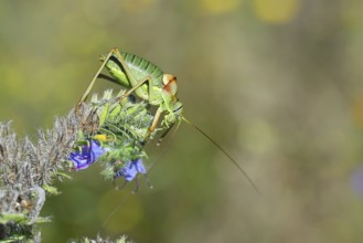 Steppe saddle grasshopper, steppe saddle grasshopper (Ephippiger ephippiger), male, on Viper's