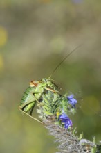 Steppe saddle grasshopper, steppe saddle grasshopper (Ephippiger ephippiger), male, on Viper's