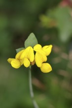 Bird's-foot Trefoil, Bird's-foot Trefoil (Lotus corniculatus), yellow flower in a meadow,