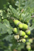 Acorns and leaves of sessile oak (Quercus sessiliflora), Wilnsdorf, North Rhine-Westphalia, Germany