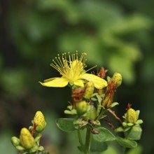 Common St John's wort (Hypericum perforatum), spotted St John's wort or common St John's wort