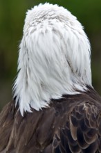 Bald eagle, Haliaeetus leucocephalus, Eagle perched, Head seen from behind, Close-up, Province of
